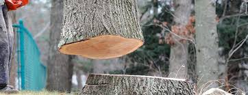 Professional Tree Care in Hopkins, SC