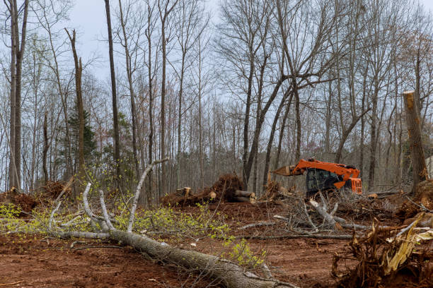 How Our Tree Care Process Works  in  Hopkins, SC